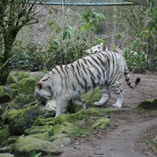 DierenPark Amersfoort