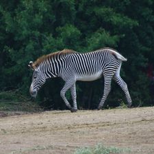 Safaripark Beekse Bergen