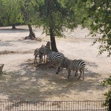 Safaripark Beekse Bergen