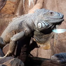 Dierenpark de Oliemeulen