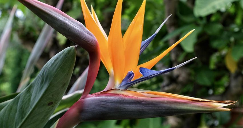 TU Delft Hortus Botanicus