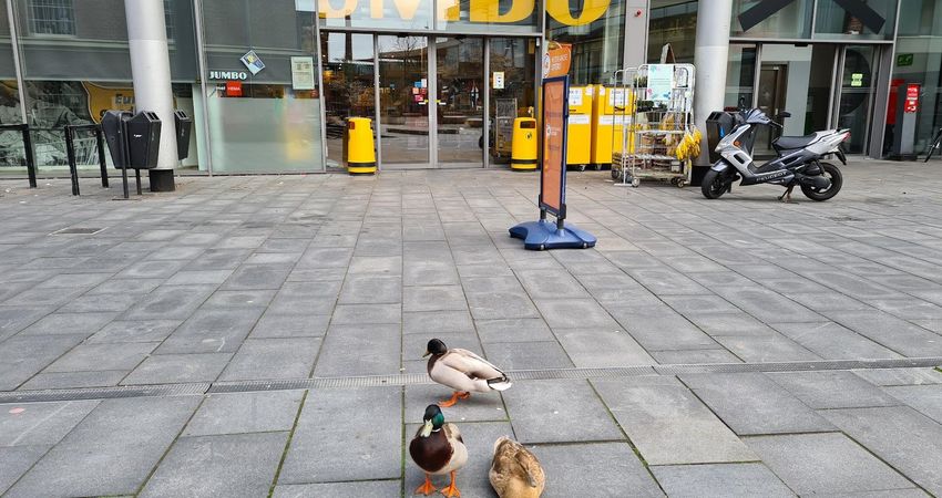 Jumbo Deventer De Boreel