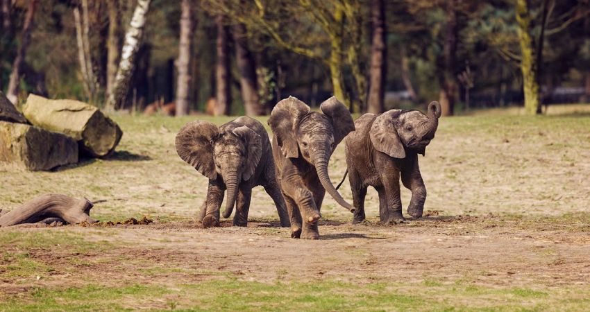 Safaripark Beekse Bergen